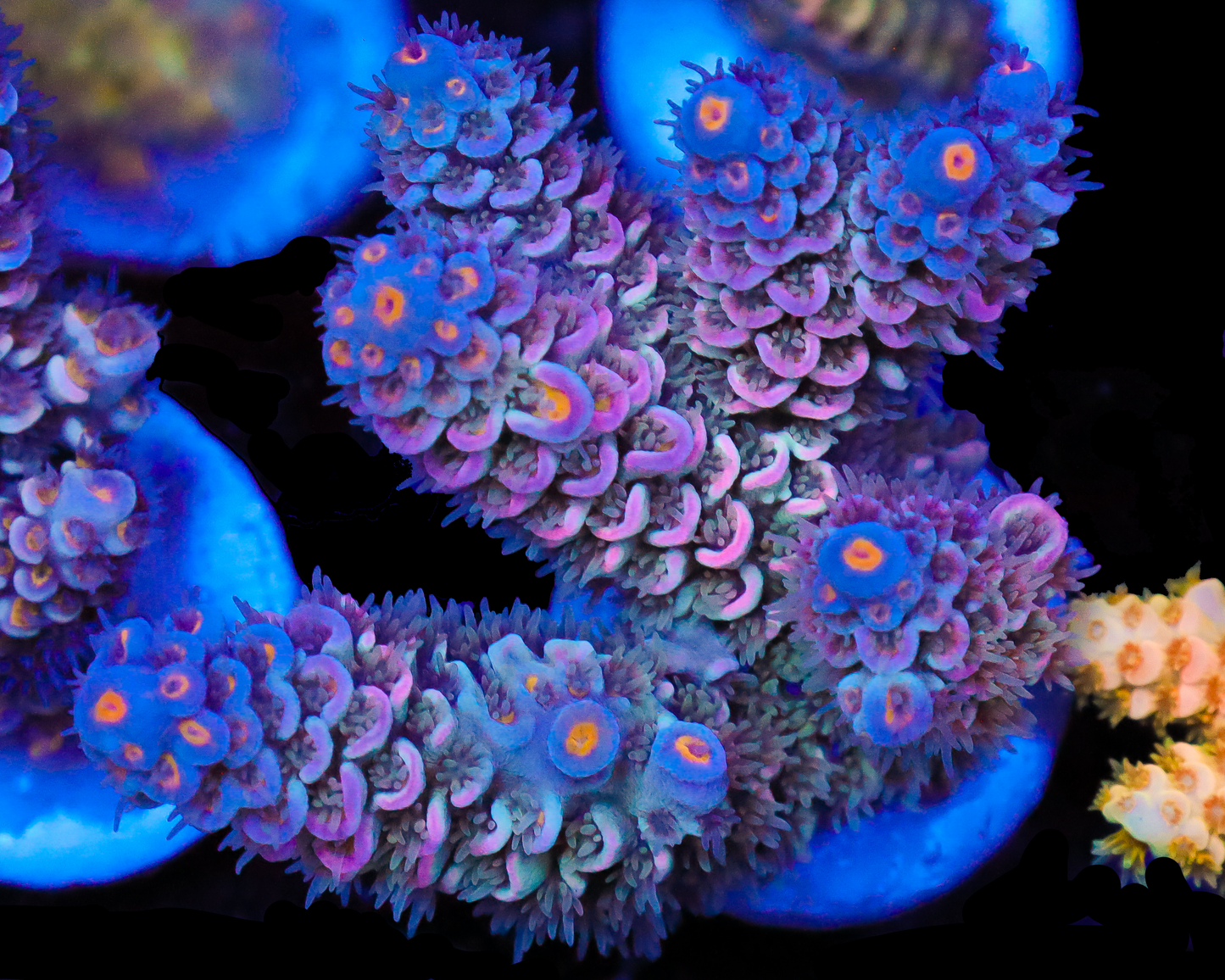 818'S ROYAL FLUSH TENUIS CHUNK