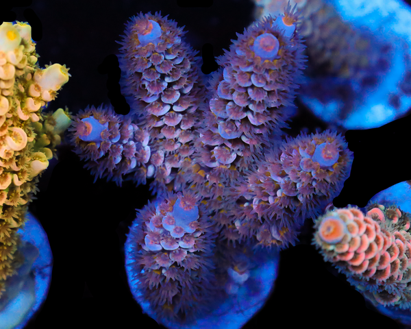 818'S WHITE ZOMBIE TENUIS CHUNKY