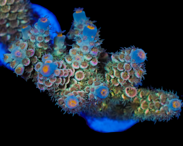 818'S POP ROCKS TENUIS BIG CHUNK