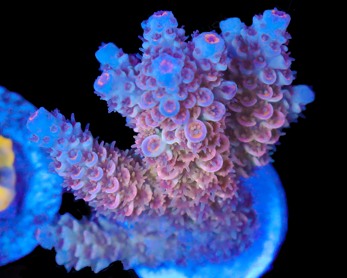 818'S CHERRIES JUBILEE TENUIS