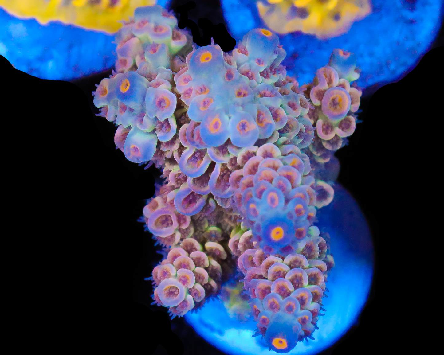 818'S TRES LECHES TENUIS