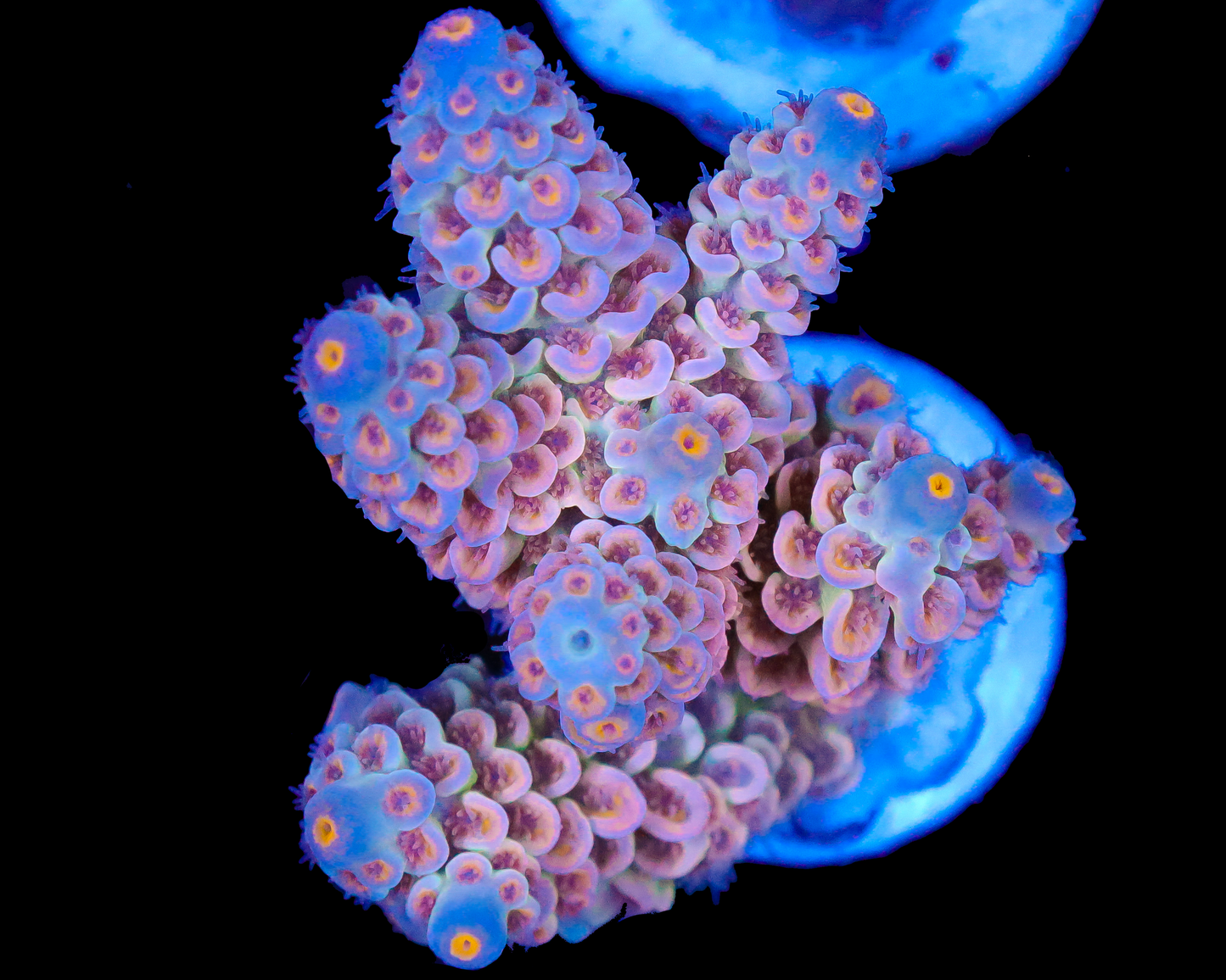 818'S TRES LECHES TENUIS