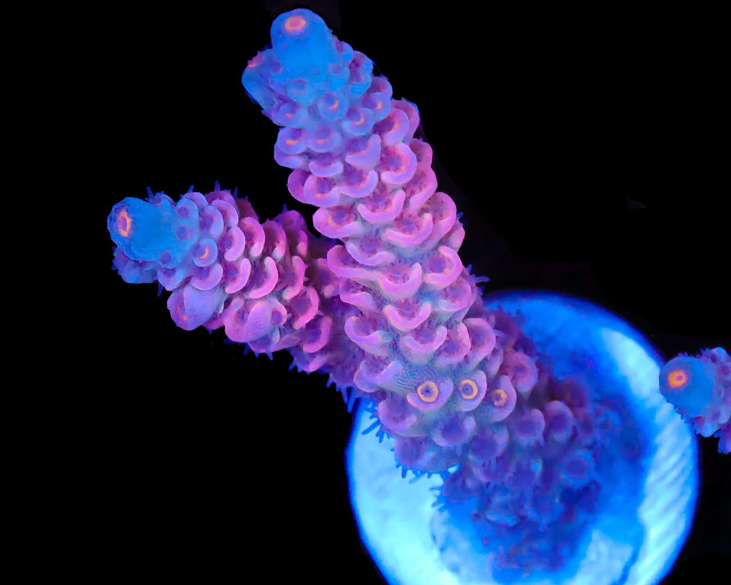 818'S BLOW POP TENUIS