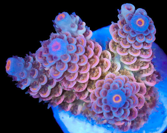 818'S CARRIBEAN SKY TENUIS