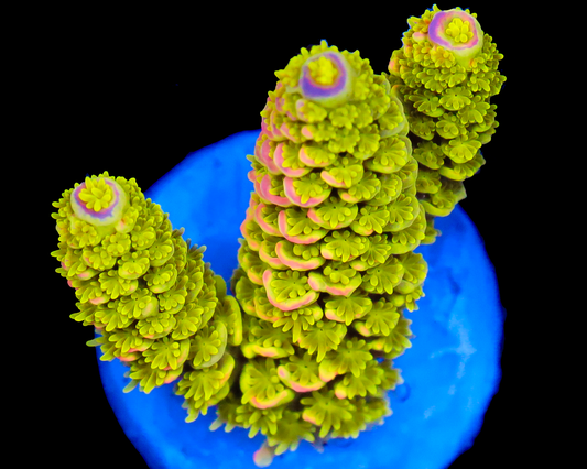 818'S AFTERMATH TENUIS