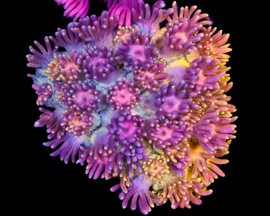 818'S DIRTY BIRD GONI