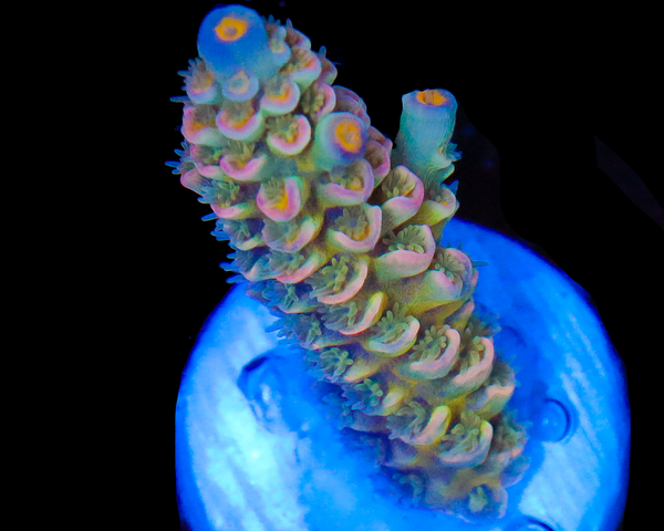 818'S CACTUS COOLER TENUIS