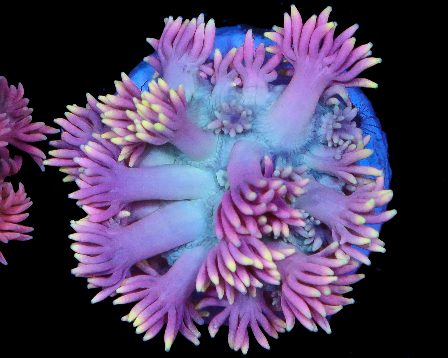 818'S GRAPE SPRITE GONI