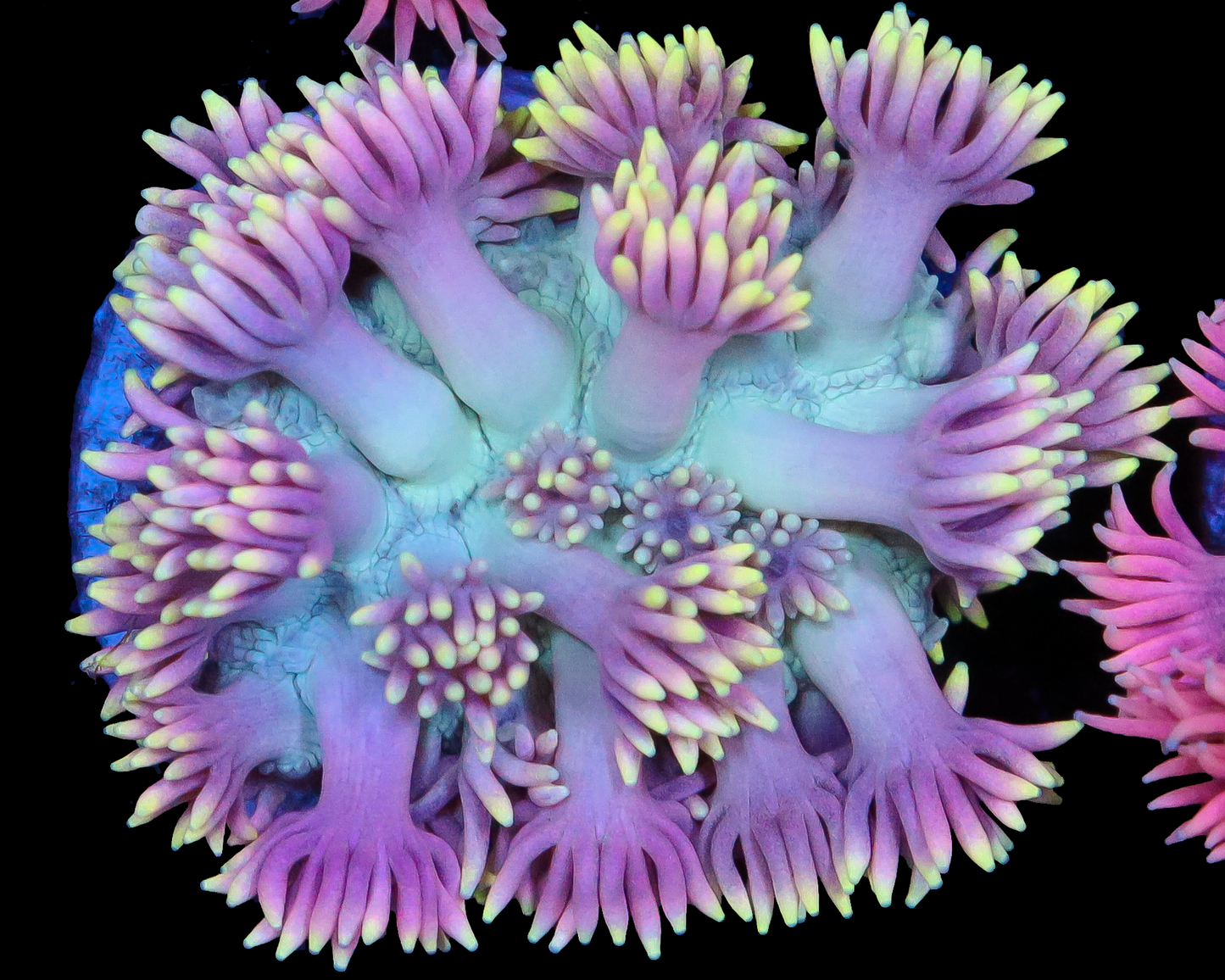 818'S PURPLE KUSH GONI