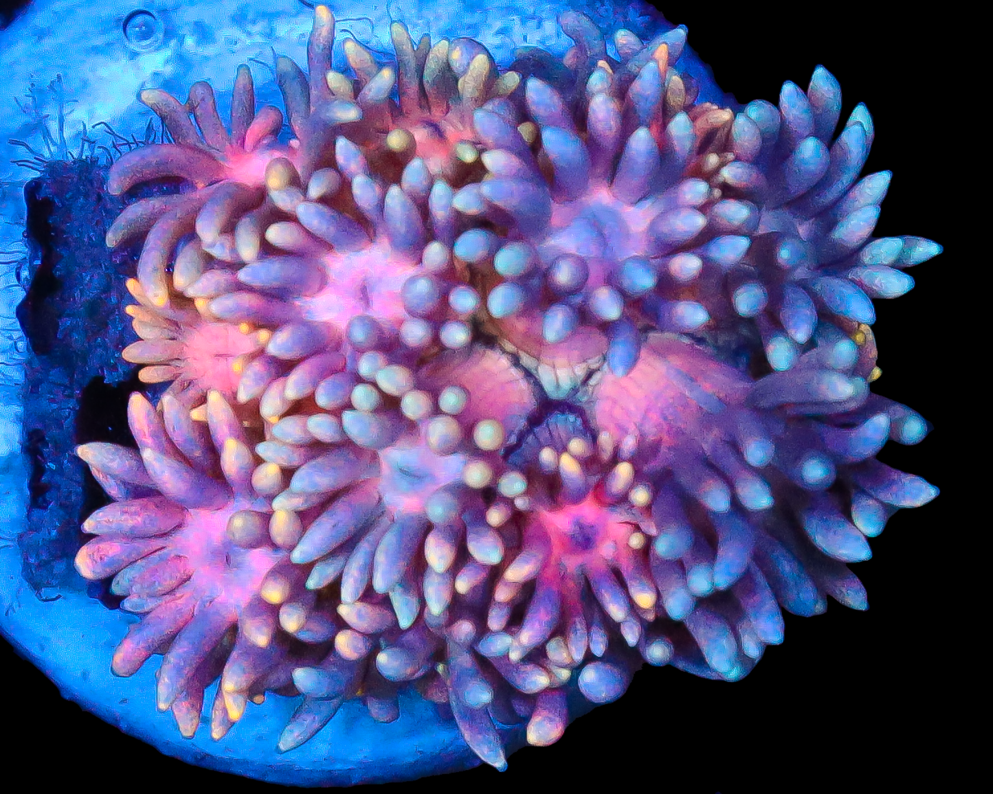 818'S BLUEBERRY SWIRL GONI ONLY FRAG