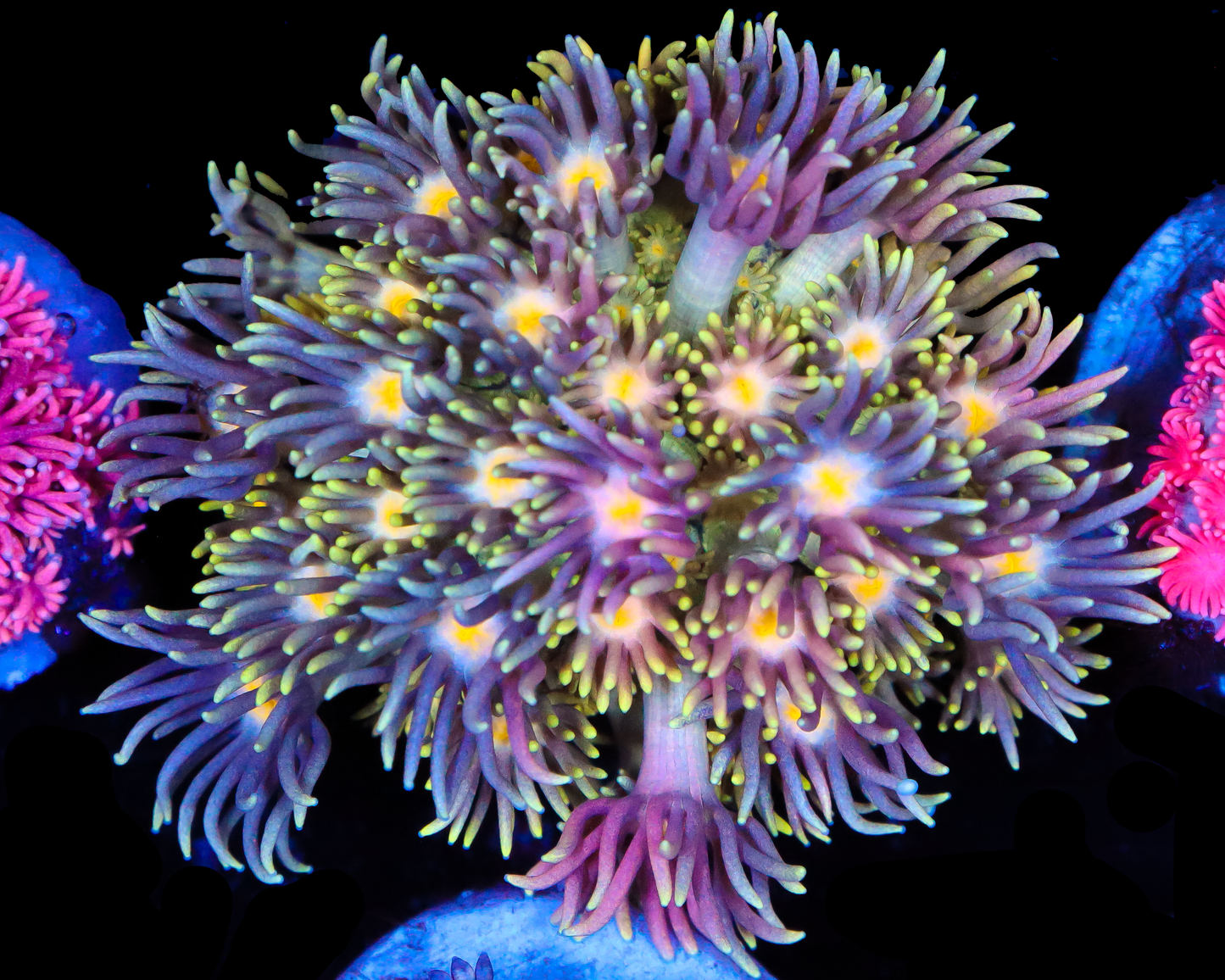 818'S BLUEBERRY PANCAKES GONI