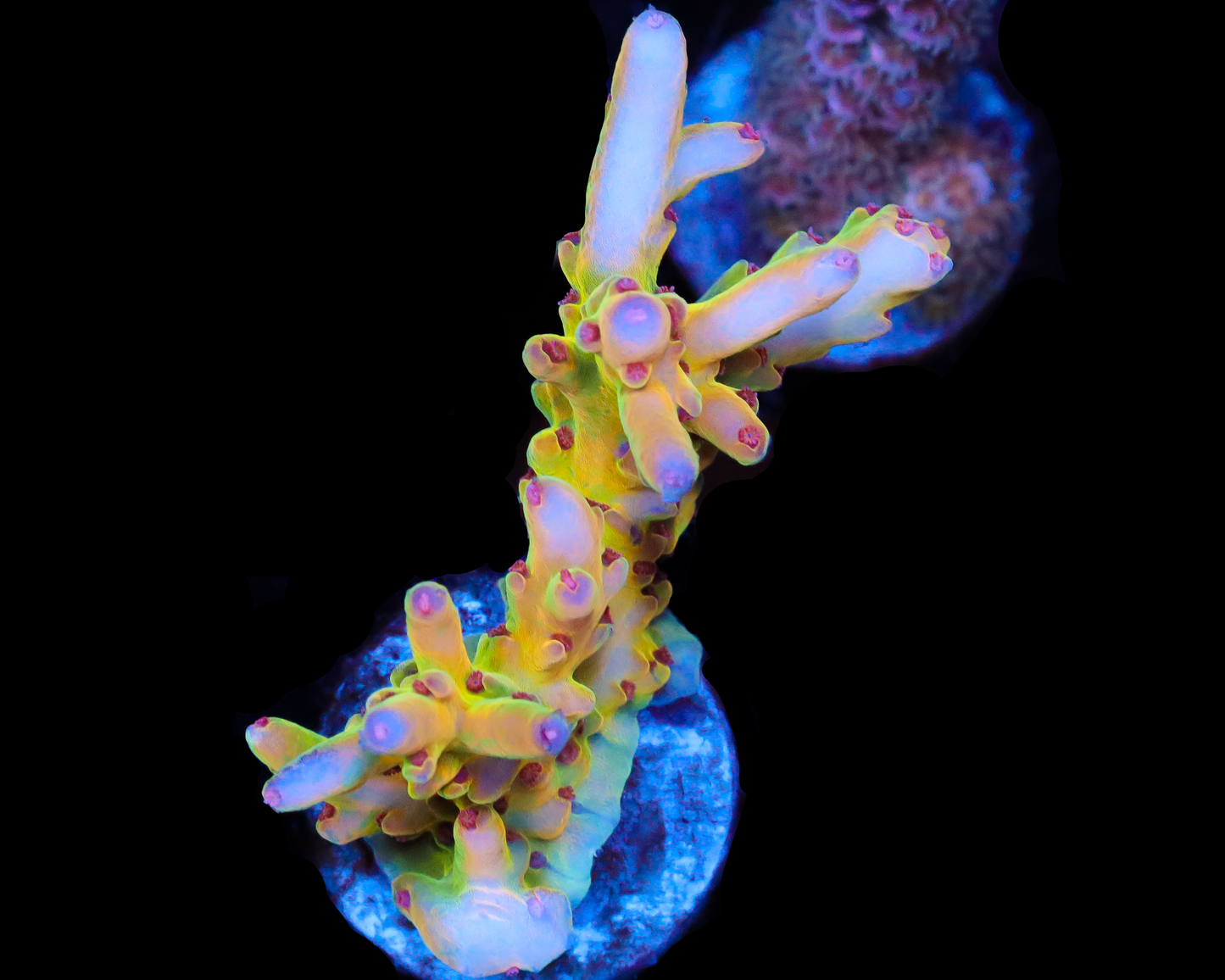 818'S PSYCLONE LOKANI CHUNKY