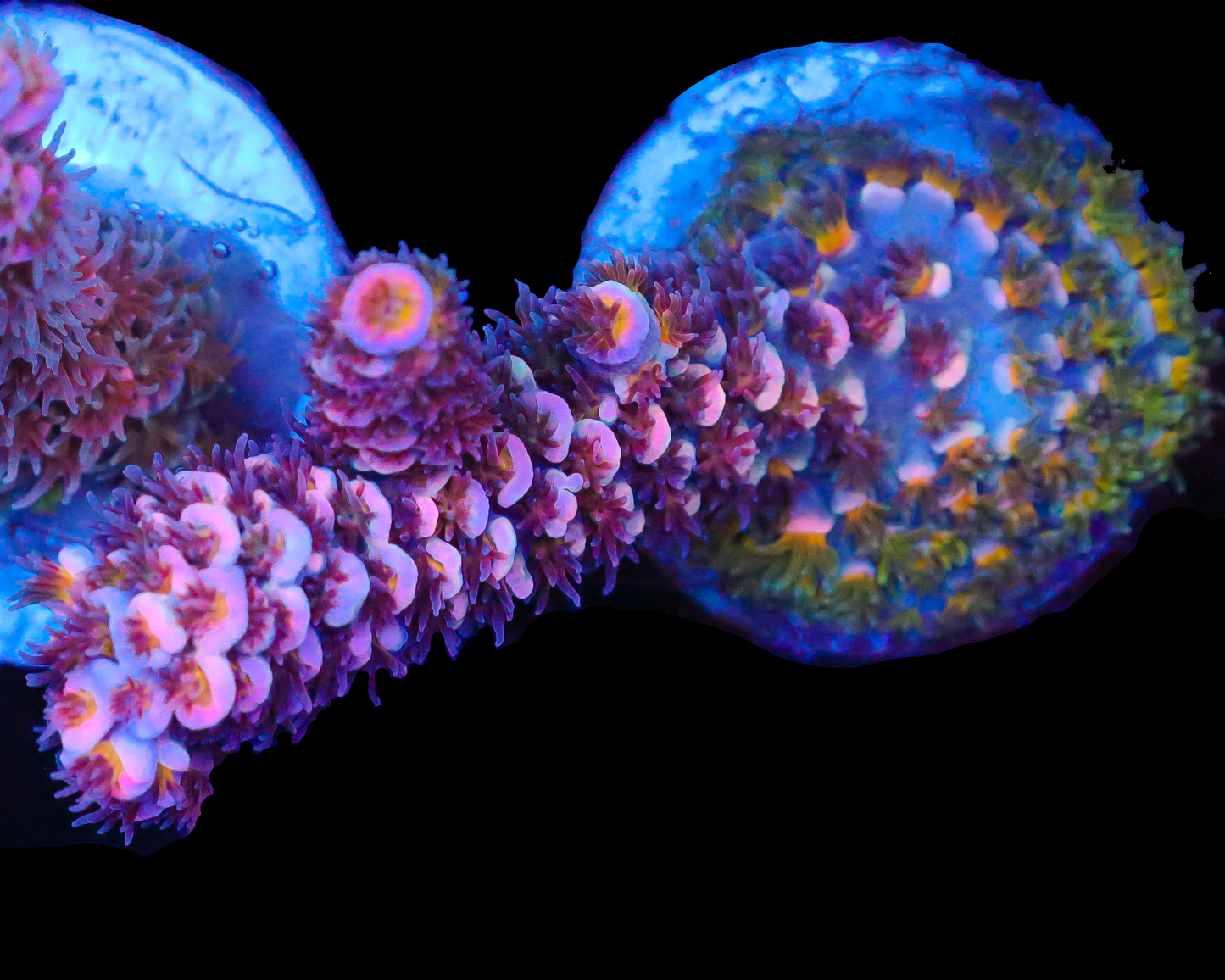 818'S BLACKWATER TENUIS