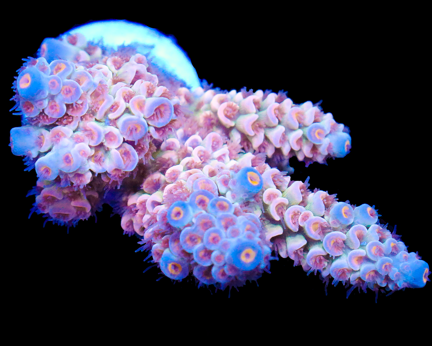 818'S PINK MIST TENUIS CHUNK