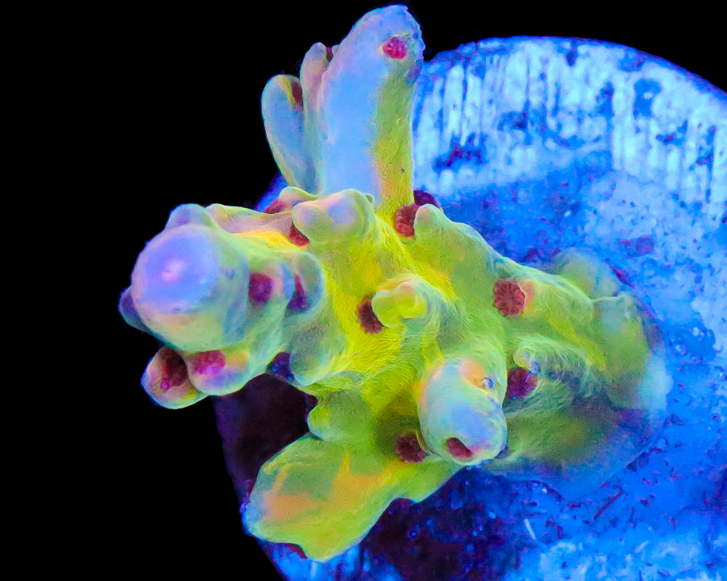 818'S PSYCLONE LOKANI SMALL