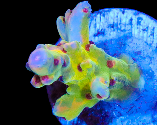 818'S PSYCLONE LOKANI SMALL