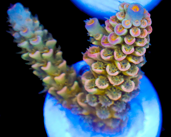 818'S CACTUS COOLER TENUIS