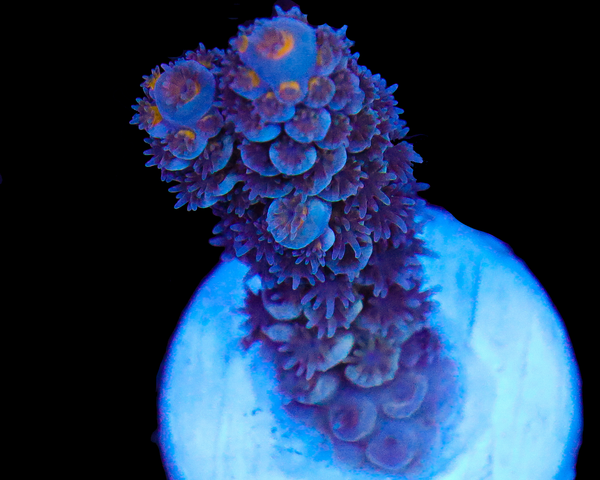 818'S GRAPE APE TENUIS