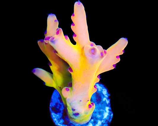 818'S AFTERBURNER LOKANI