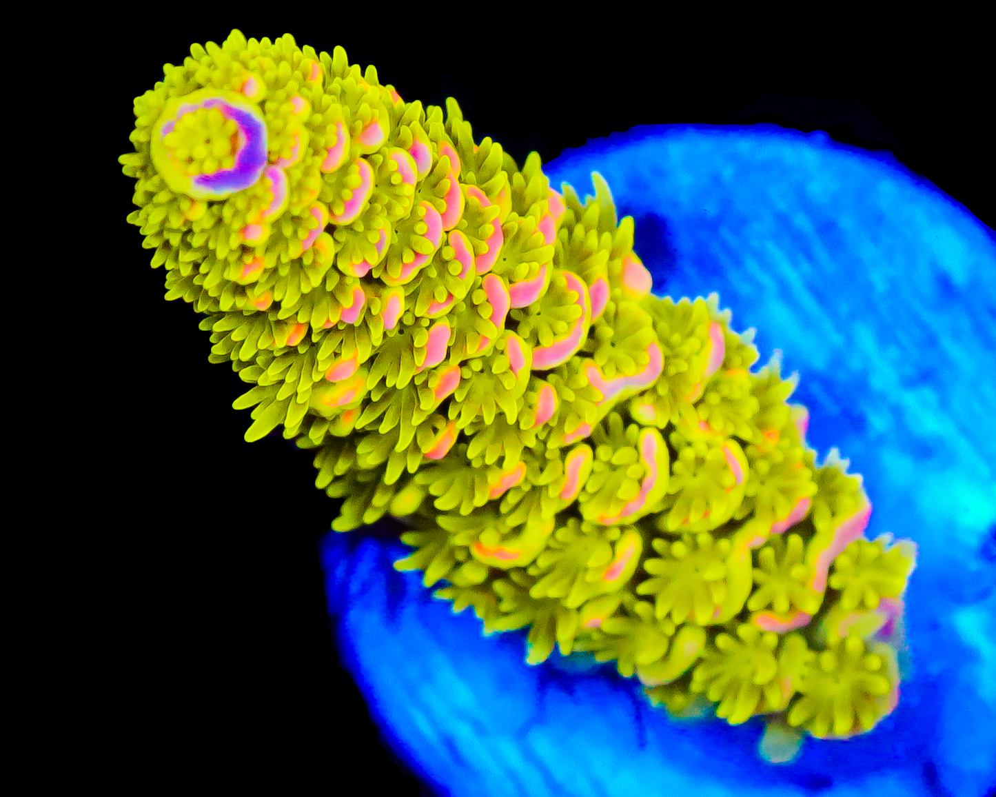 818'S AFTERMATH TENUIS