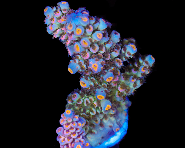 818'S BLUEBERRY PIE TENUIS XL CHUNK