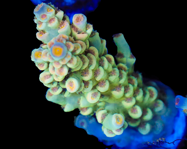 818'S 5TH ELEMENT TENUIS