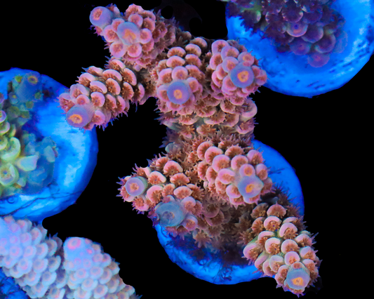 818'S STRAWBERRY DAQUIRI TENUIS MINI COLONY