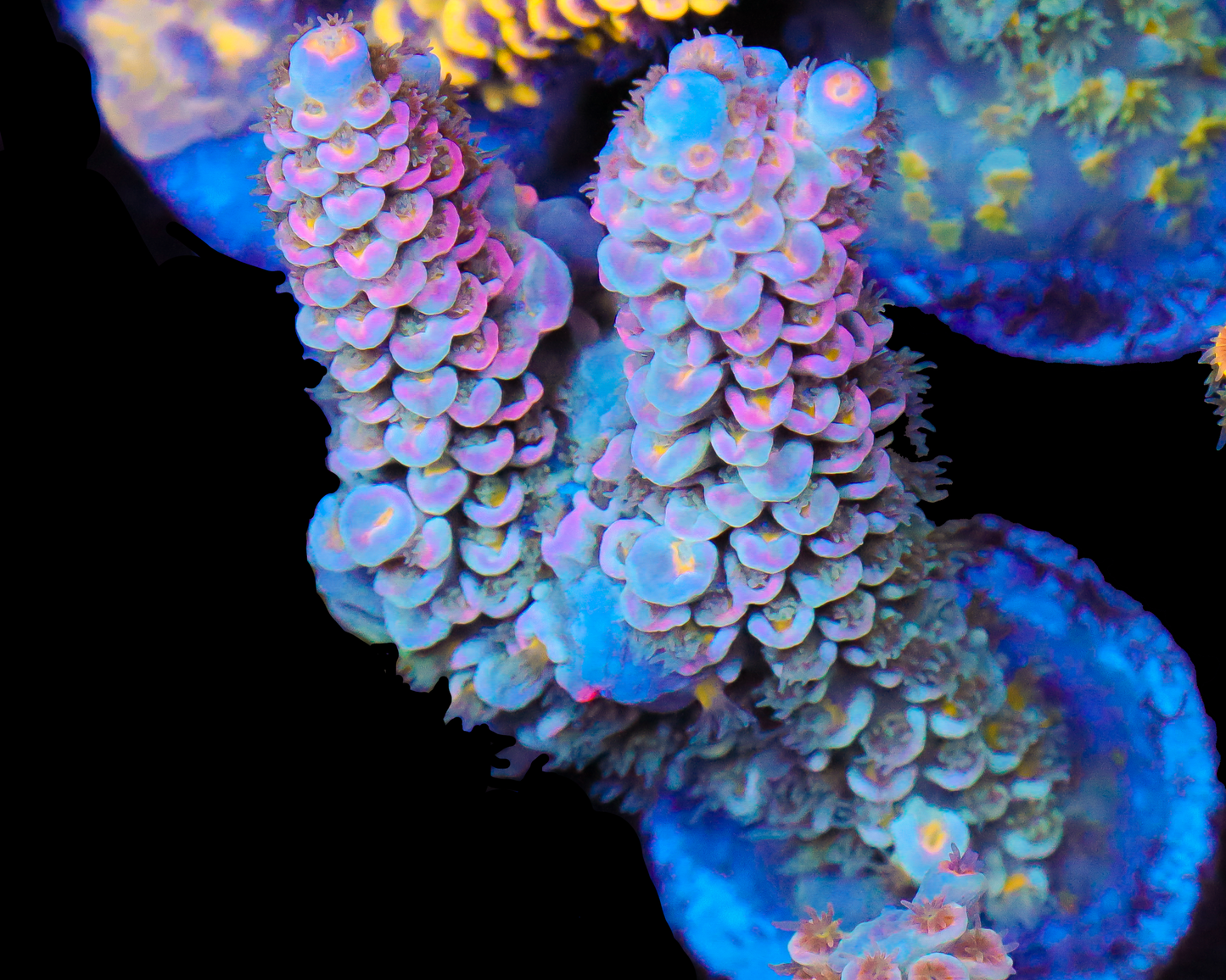 818'S PINK PASSION TENUIS CHUNKY