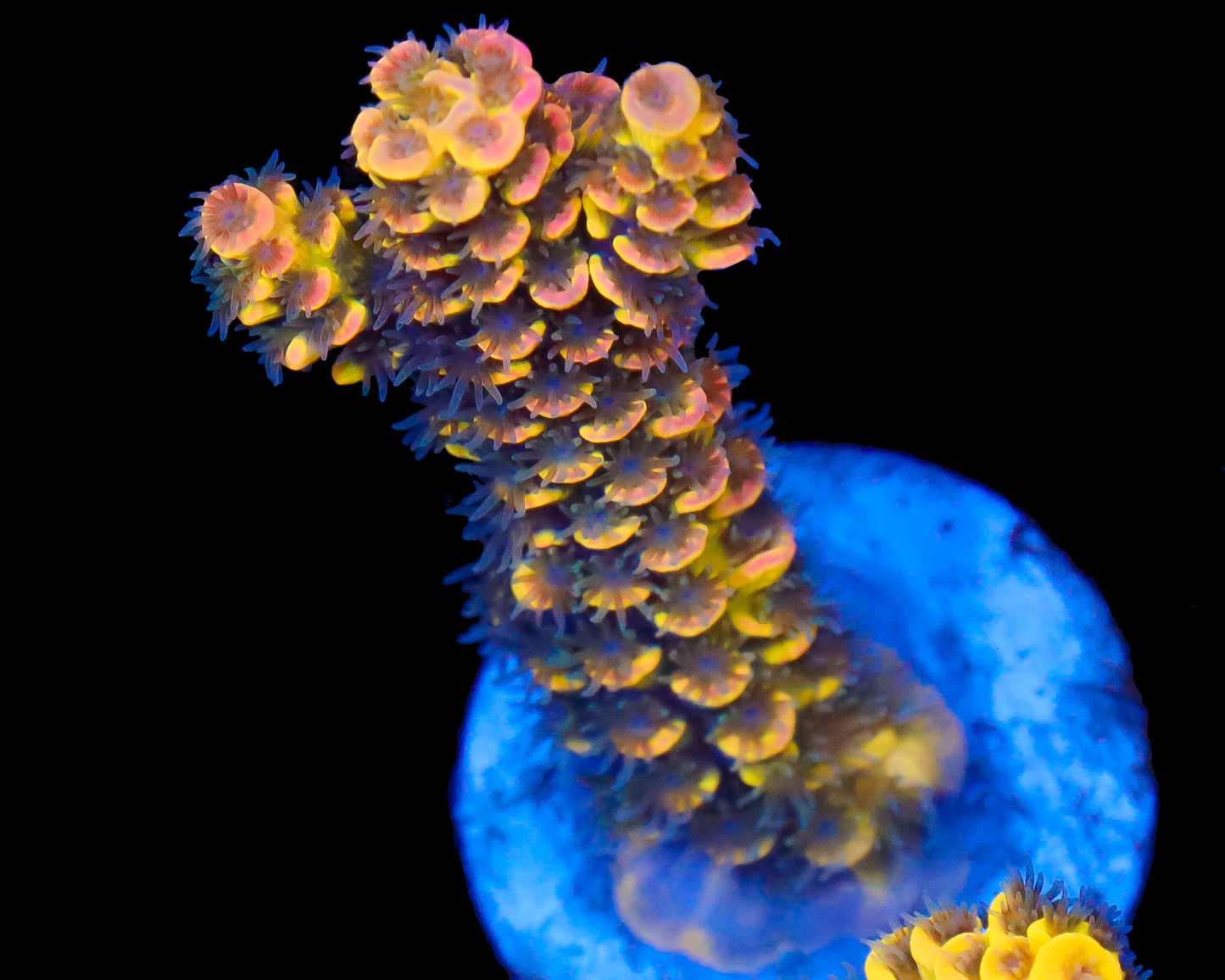 818'S FREAK SHOW TENUIS