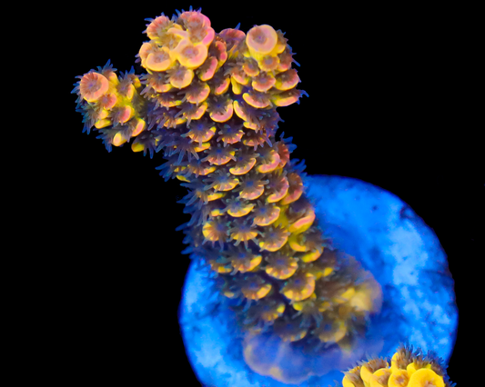 818'S FREAK SHOW TENUIS