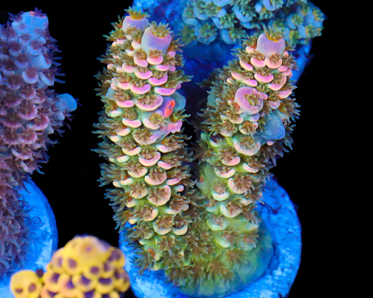 818'S SOUR BERRY TENUIS