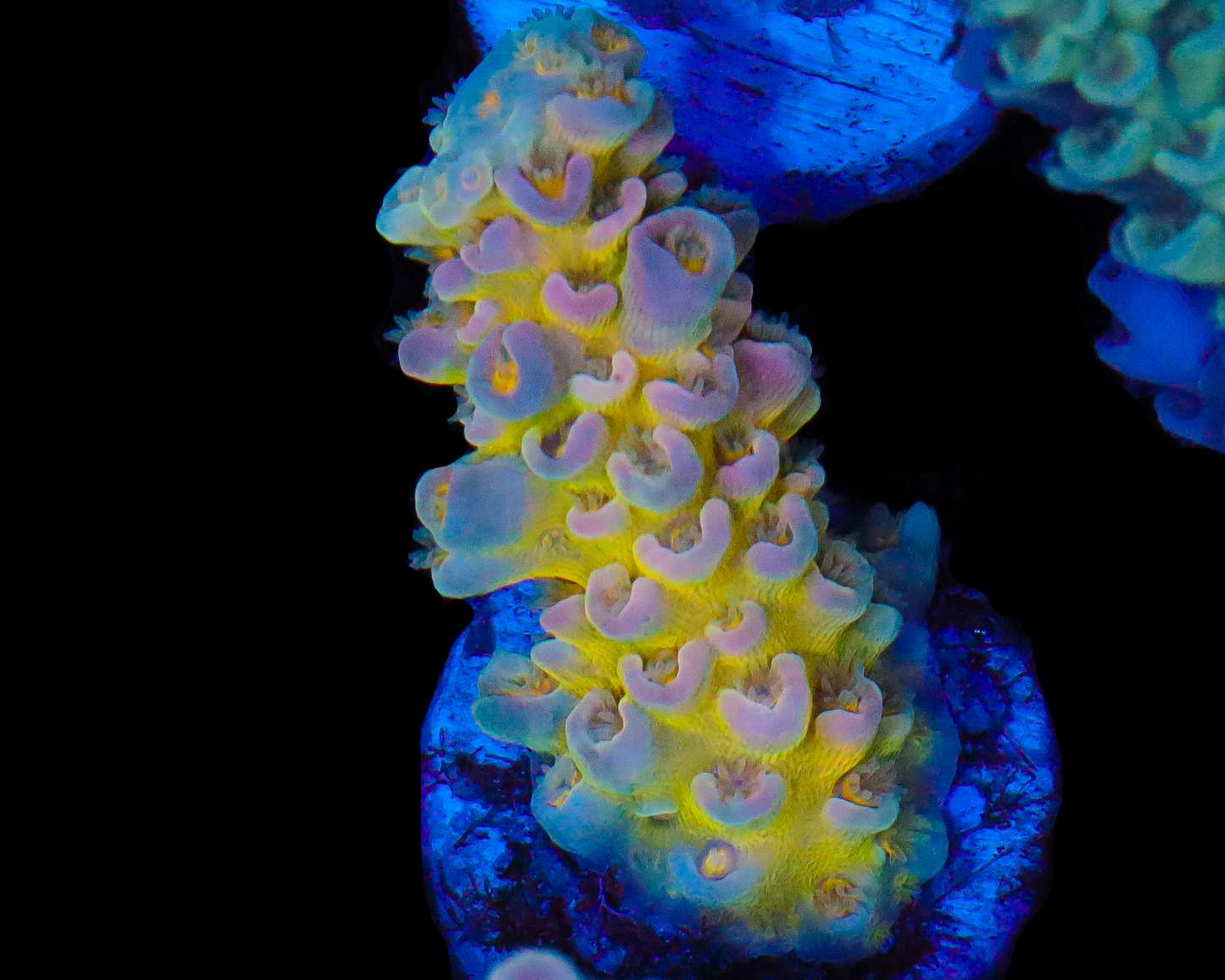 818'S SIN CITY TENUIS