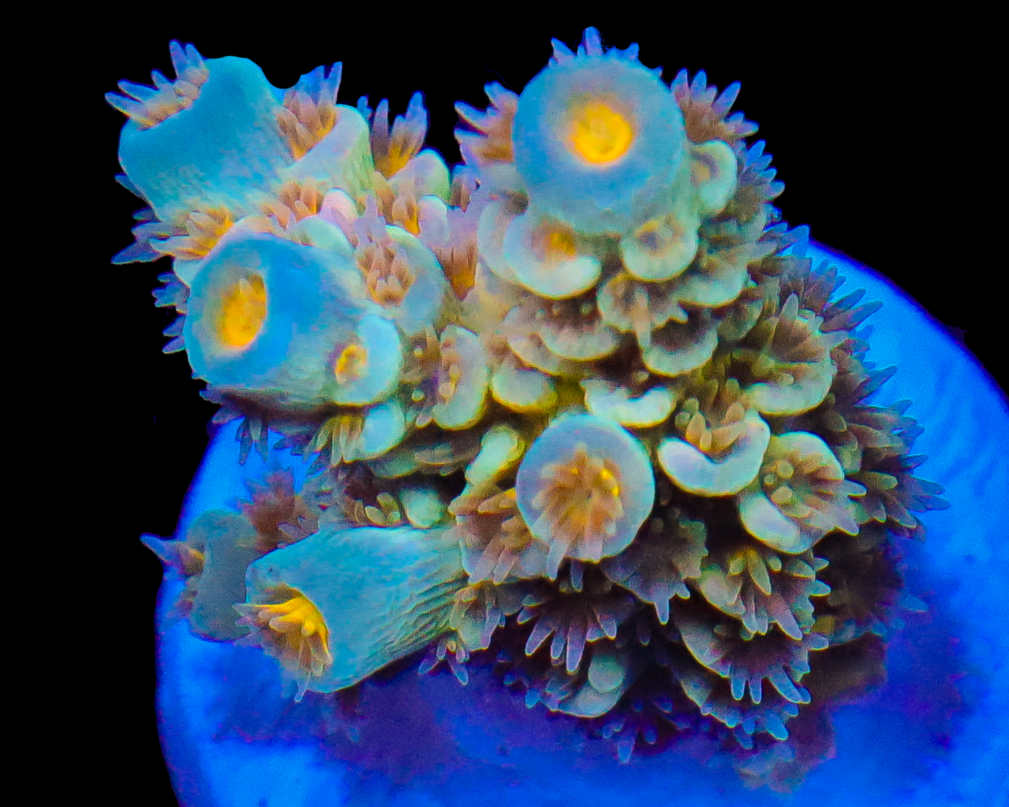 818'S SUICIDE SQUAD VERY LIMITED