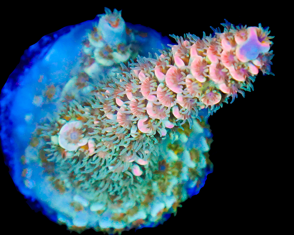 818'S HEARTTHROB TENUIS