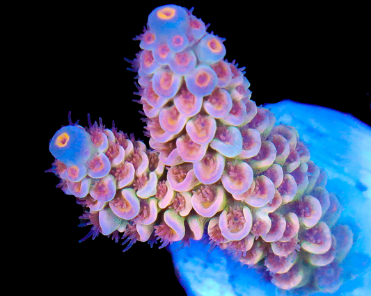 818'S WHITE ZOMBIE TENUIS