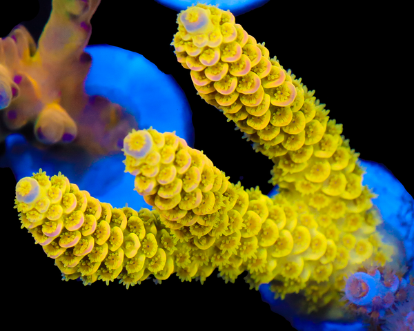 818'S XJ-13 XL CHUNK