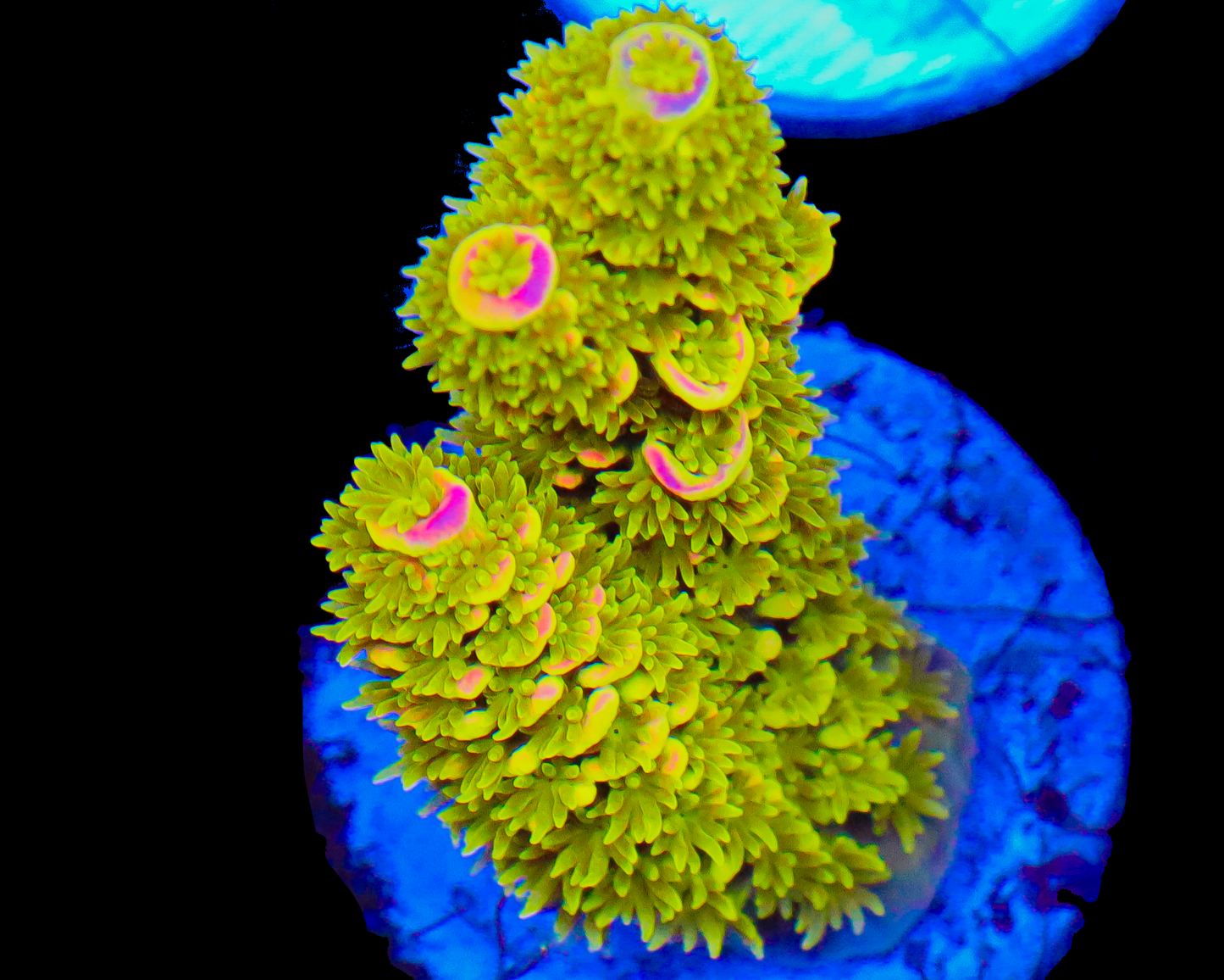 818'S AFTERMATH TENUIS