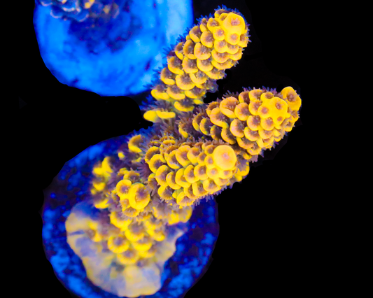 818'S LEMONBERRY SPLICE TENUIS CHUNKY