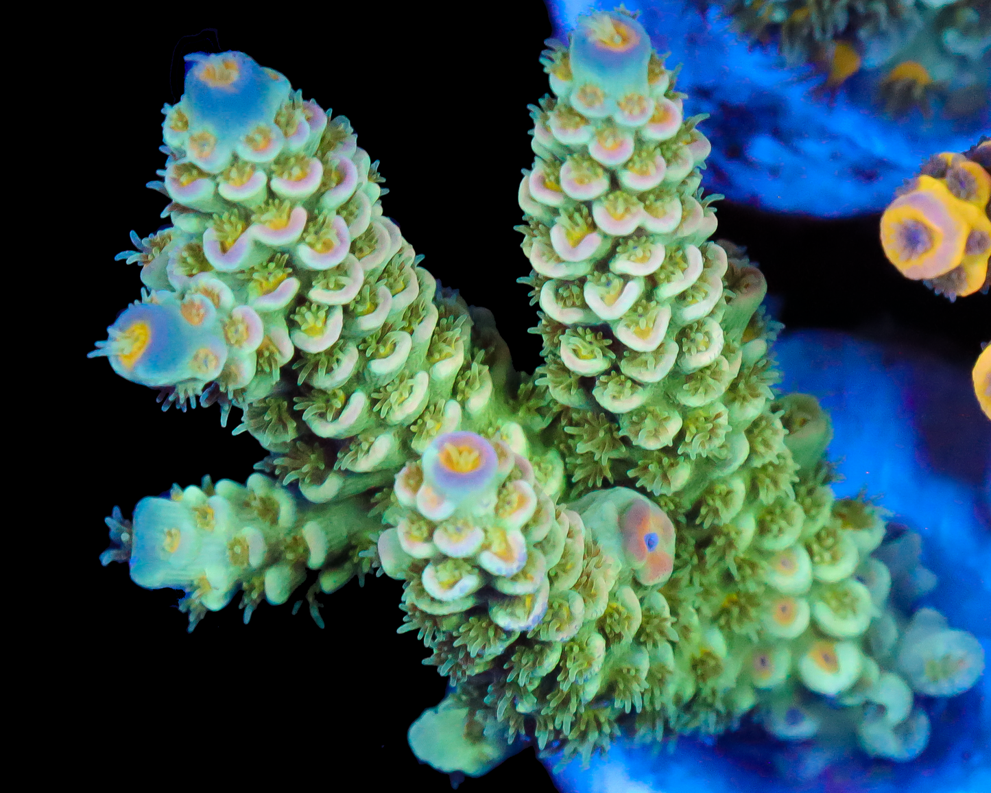 818'S SLYTHERIN TENUIS