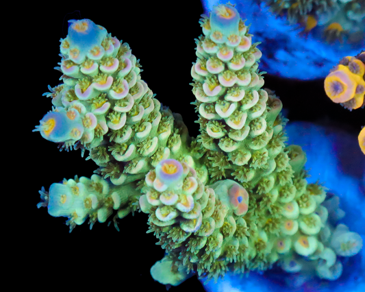 818'S SLYTHERIN TENUIS