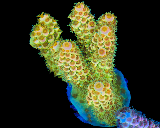 818'S CITRUS SQUEEZE TENUIS CHUNK