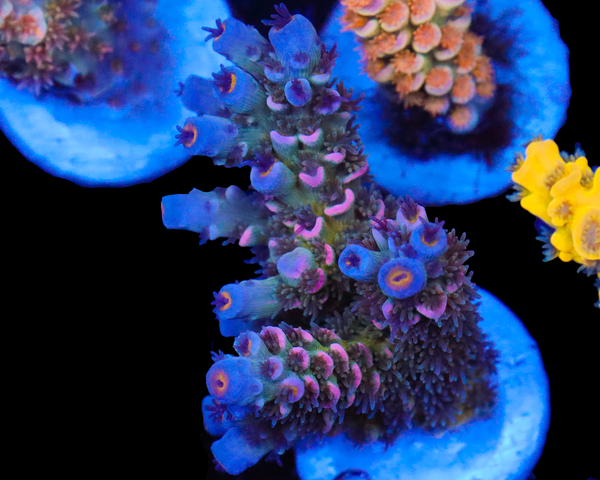 818'S BLUEBERRY KUSH TENUIS