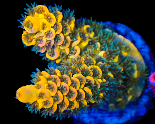 818'S BLUEBERRY SPLICE TENUIS