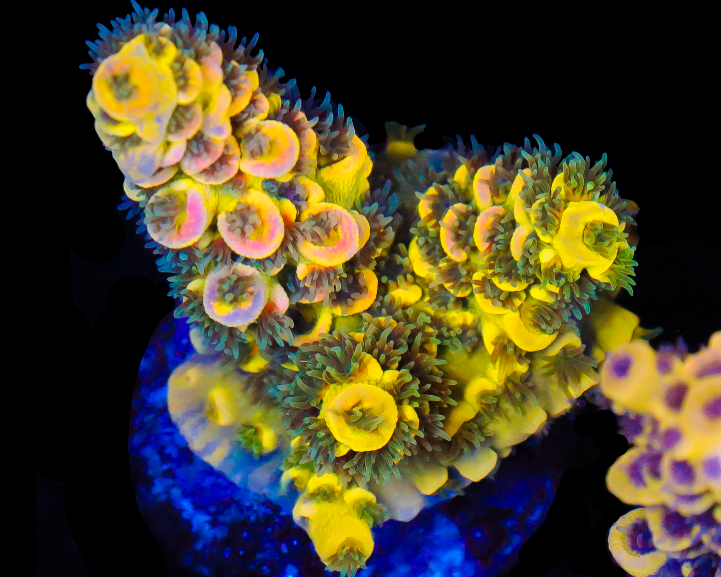 818'S BLUEBERRY SPLICE TENUIS