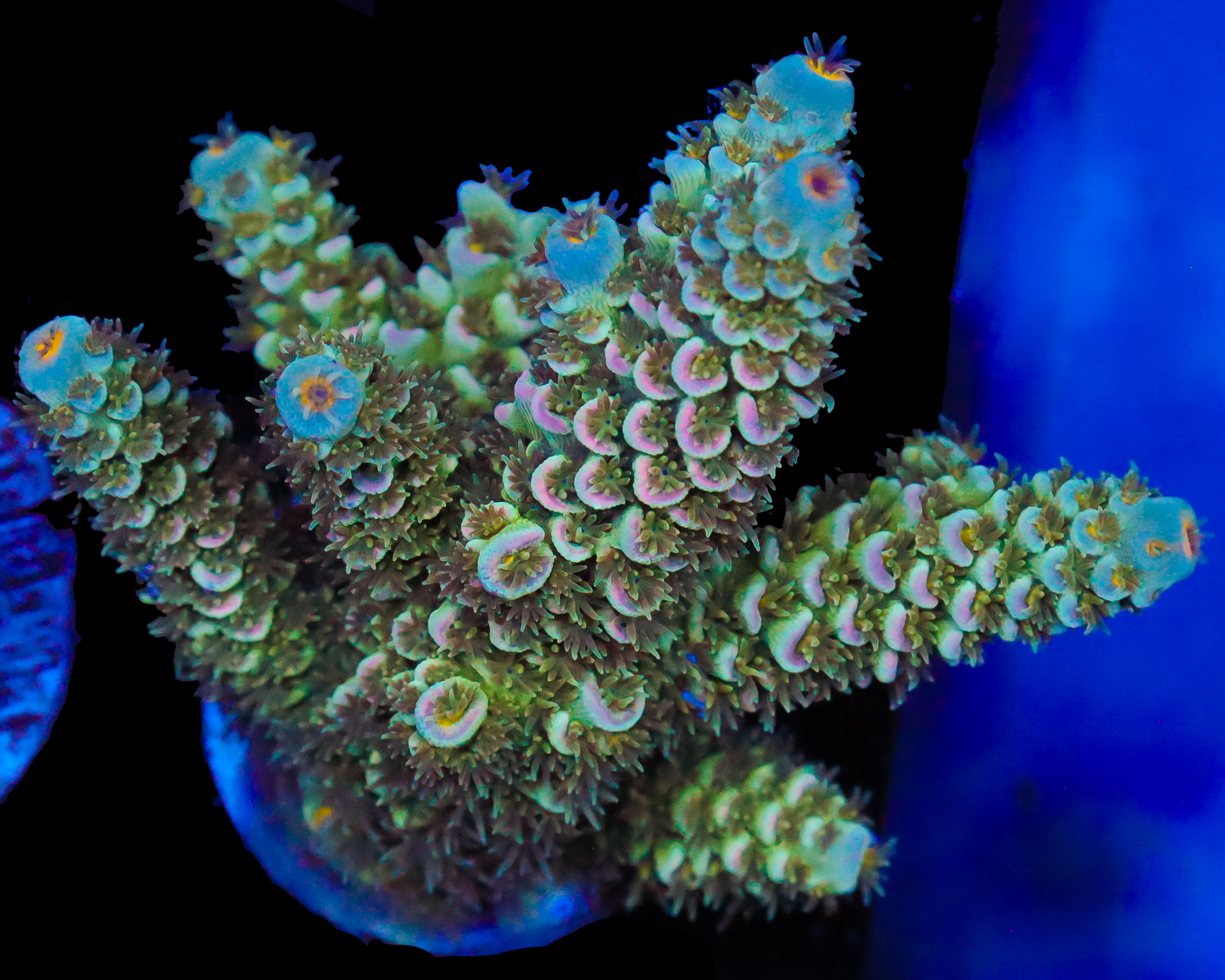 818'S PIPELINE TENUIS CHUNKY