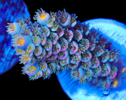 818'S BLUE FLAME TENUIS