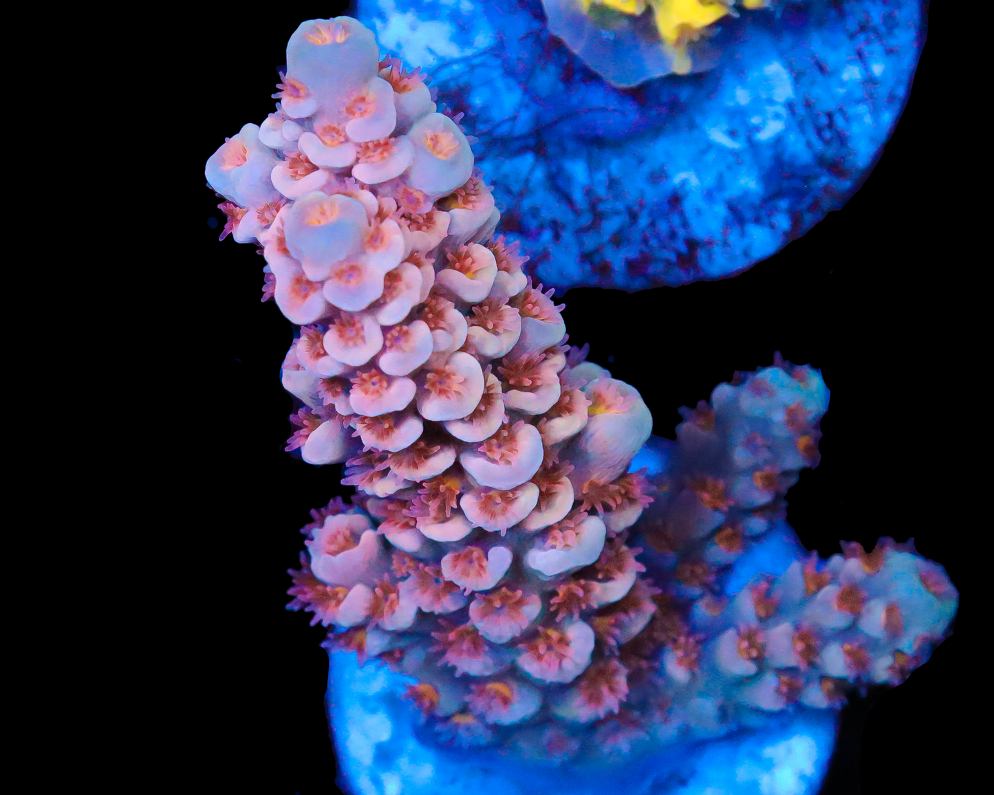 818'S RED EYE TENUIS