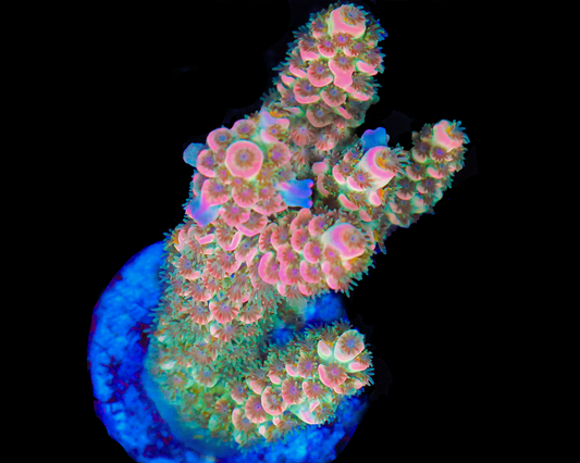 818'S MALIBU BARBIE TENUIS