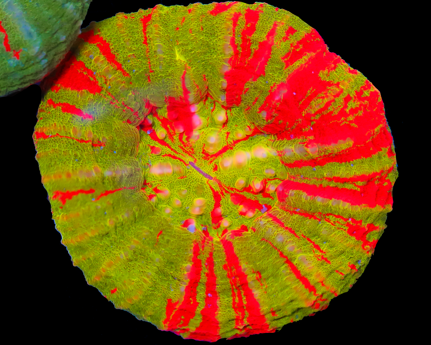 BLEEDING APPLE SCOLY