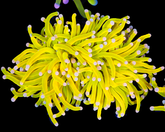 WHITE TIP HOLY GRAIL TORCH